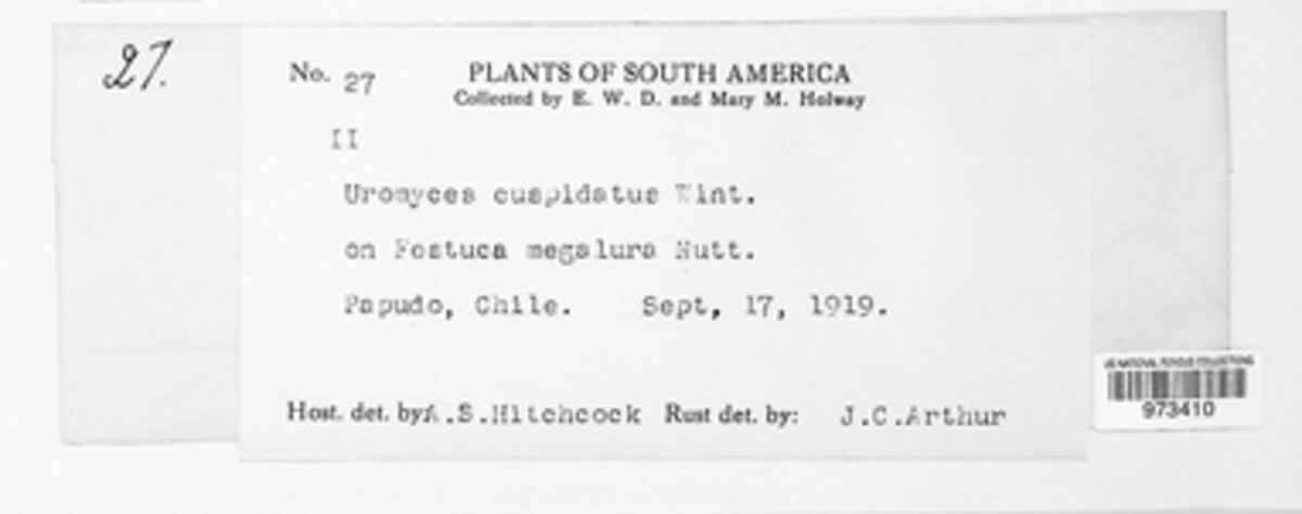 Uromyces cuspidatus image